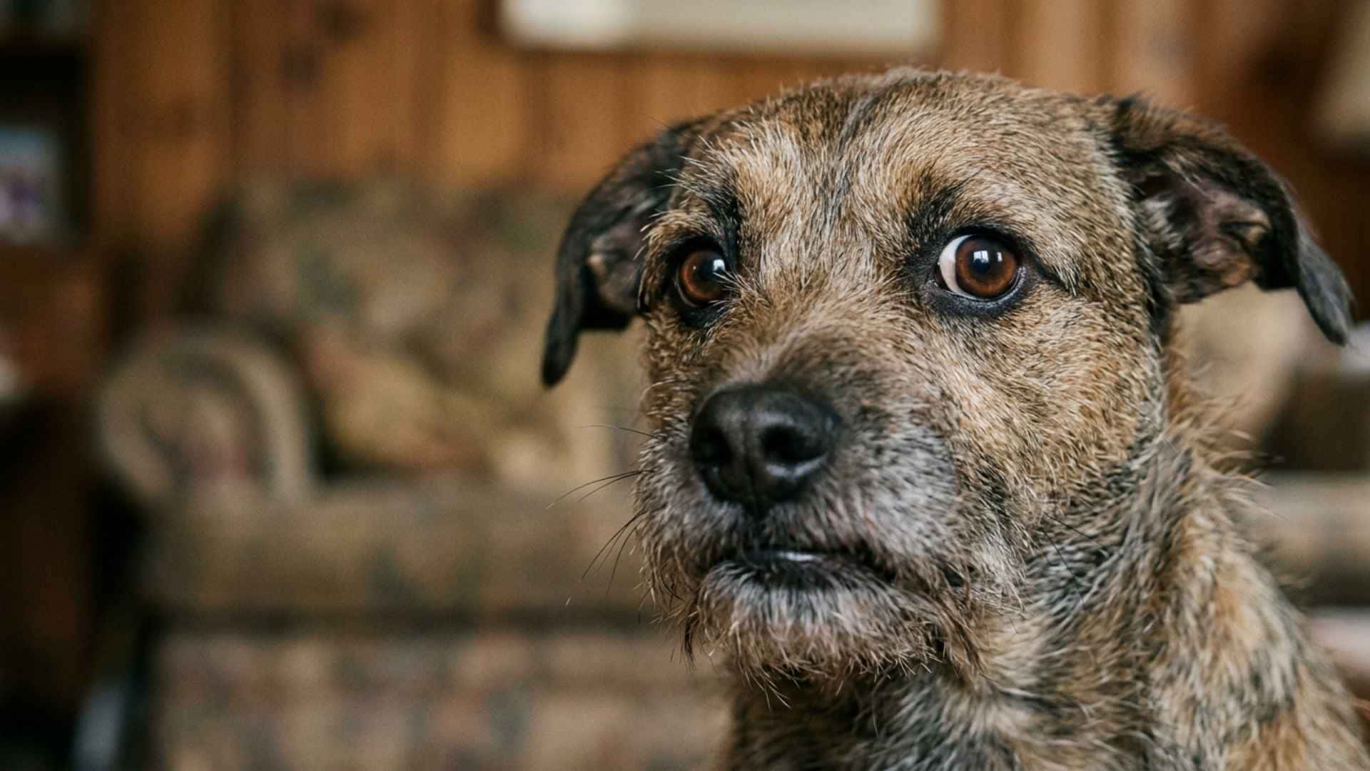 cara perro miedoso de cerca